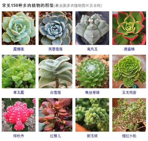 多肉名字|100种常见多肉植物图鉴（上）